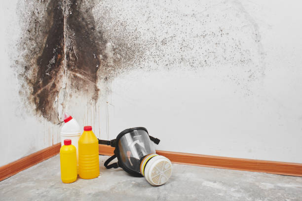 Reliable Taft, CA Mold Remediation Solutions