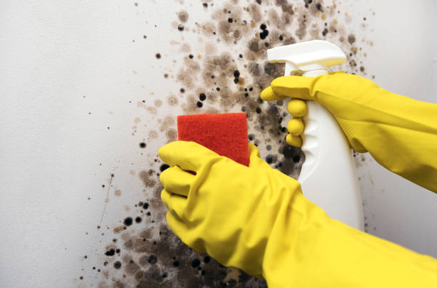 Best Bathroom Mold Remediation in Taft, CA
