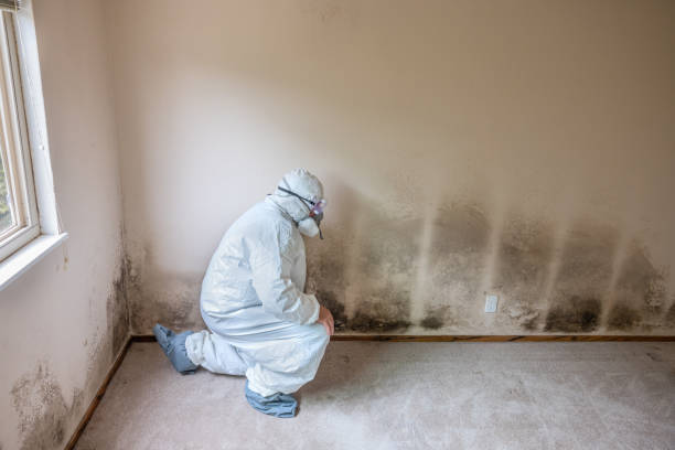 Best Attic Mold Remediation in Taft, CA
