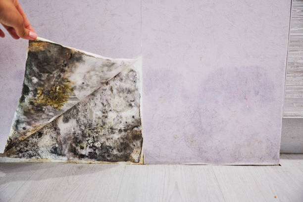 Best Post-Flood Mold Remediation in Taft, CA